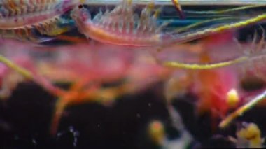 Artemia salina - kapalı rezervuarların tuzlu sularında yaşayan küçük hipersalin kabuklular. Kuyalnik Estuary, Ukrayna