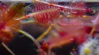 Artemia salina - kapalı rezervuarların tuzlu sularında yaşayan küçük hipersalin kabuklular. Kuyalnik Estuary, Ukrayna