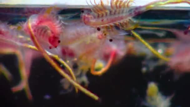 Artemia Salina Kapalı Rezervuarların Tuzlu Sularında Yaşayan Küçük Hipersalin Kabuklular — Stok video