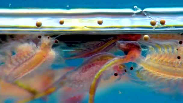 Artemia Salina Petits Crustacés Hypersalins Qui Vivent Dans Les Eaux — Video