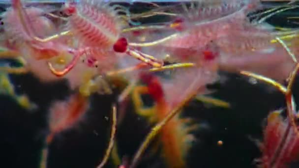 Artemia Salina Kleine Hypersaline Krebstiere Die Salzigen Gewässern Geschlossener Reservoire — Stockvideo