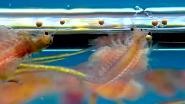 Artemia Salina Pequeños Crustáceos Hipersalinos Que Viven Aguas Saladas Embalses — Vídeos de Stock