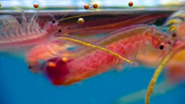 Artemia Salina Petits Crustacés Hypersalins Qui Vivent Dans Les Eaux — Video