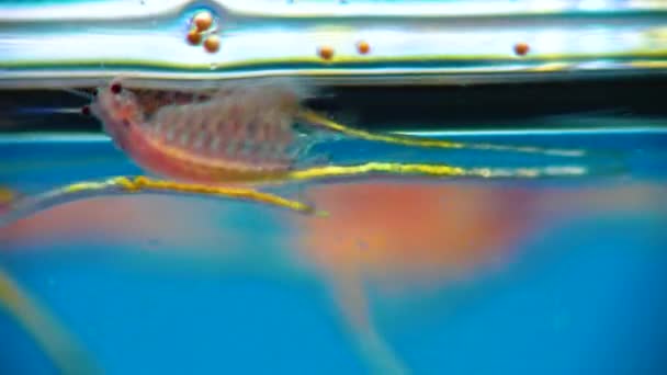 Artemia Salina Small Hypersaline Crustaceans Live Salty Waters Closed Reservoirs — Stock Video