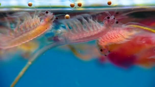 Artemia Salina Pequeños Crustáceos Hipersalinos Que Viven Aguas Saladas Embalses — Vídeo de stock