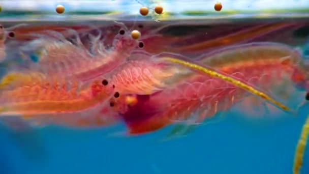 Artemia Salina Pequeños Crustáceos Hipersalinos Que Viven Aguas Saladas Embalses — Vídeo de stock