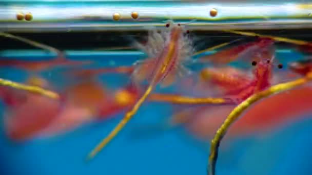 Artemia Salina Petits Crustacés Hypersalins Qui Vivent Dans Les Eaux — Video