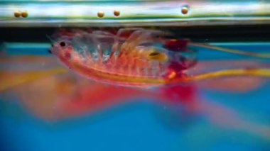 Artemia salina - kapalı rezervuarların tuzlu sularında yaşayan küçük hipersalin kabuklular. Kuyalnik Estuary, Ukrayna