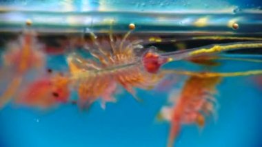 Artemia salina - kapalı rezervuarların tuzlu sularında yaşayan küçük hipersalin kabuklular. Kuyalnik Estuary, Ukrayna