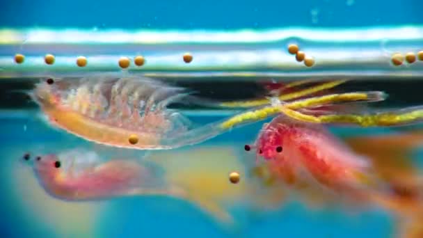 Artemia Salina Pequeños Crustáceos Hipersalinos Que Viven Aguas Saladas Embalses — Vídeos de Stock