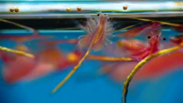 Artemia Salina Petits Crustacés Hypersalins Qui Vivent Dans Les Eaux — Video