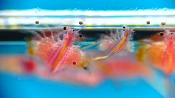 Artemia Salina Small Hypersaline Crustaceans Live Salty Waters Closed Reservoirs — ストック動画