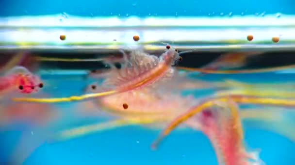Artemia Salina Pequeños Crustáceos Hipersalinos Que Viven Aguas Saladas Embalses — Vídeo de stock