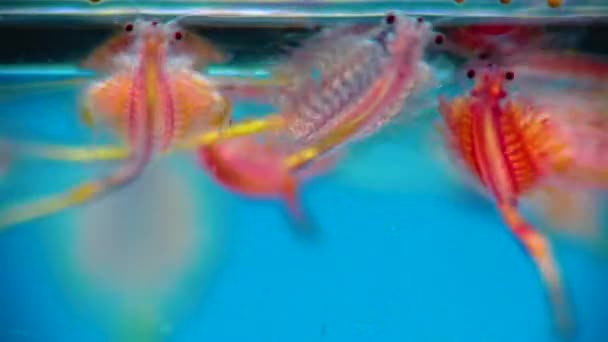 Artemia Salina Petits Crustacés Hypersalins Qui Vivent Dans Les Eaux — Video