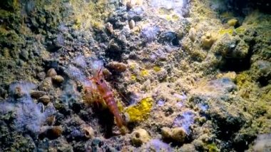 (Lysmata seticaudata) Karadeniz 'in deniz altı mağaralarında yaşayan nadir kırmızı karidesler. Ukrayna 'nın Kırmızı Kitabı