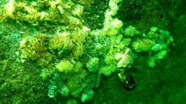 Yırtıcı yumuşakça Rapana venosa kozaları, Karadeniz 'in işgalcisi, istilacı türler. 