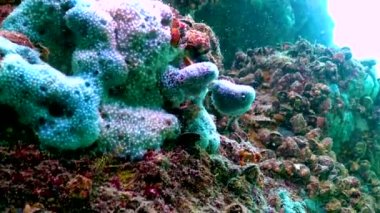 Bulgaristan 'ın kıyı kayalıklarında mavi deniz süngeri (Spongia) bulunuyor. Karadeniz 'in Hayvanı