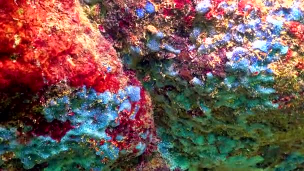 Blue Sea Sponges Spongia Coastal Cliffs Bulgaria Fauna Black Sea — Stock video