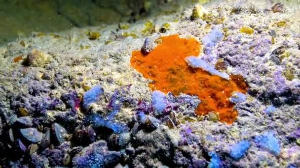 Bulgaristan Kıyı Kayalıklarında Mavi Deniz Süngeri Spongia Bulunuyor Karadeniz Hayvanı — Stok video