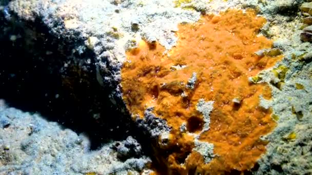 Blue Sea Sponges Spongia Coastal Cliffs Bulgaria Fauna Black Sea — Stockvideo