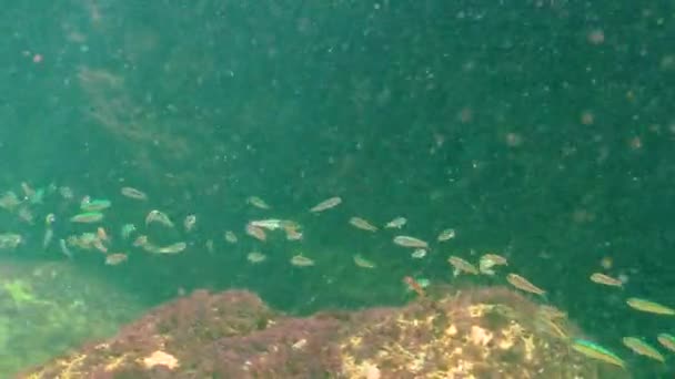 黒海の魚 紅ボラ Mullus Barbatus Ponticus 若い魚は黒海の薄い水で泳ぐ — ストック動画