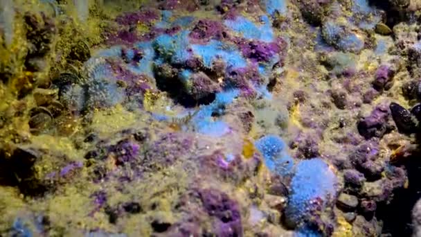 Blauwe Zee Sponzen Spongia Kust Kliffen Bulgarije Fauna Van Zwarte — Stockvideo