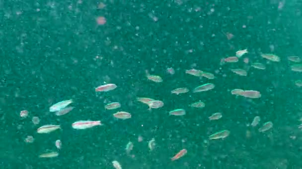 Pesce Del Mar Nero Triglie Mullus Barbatus Ponticus Pesci Giovani — Video Stock