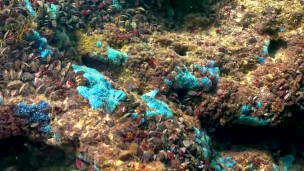 Сині Морські Губки Spongia Прибережних Скелях Болгарії Фауна Чорного Моря — стокове відео