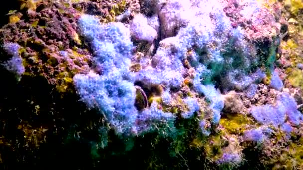 Mořské Houby Spongia Pobřežních Útesech Bulharsku Faunu Černého Moře — Stock video