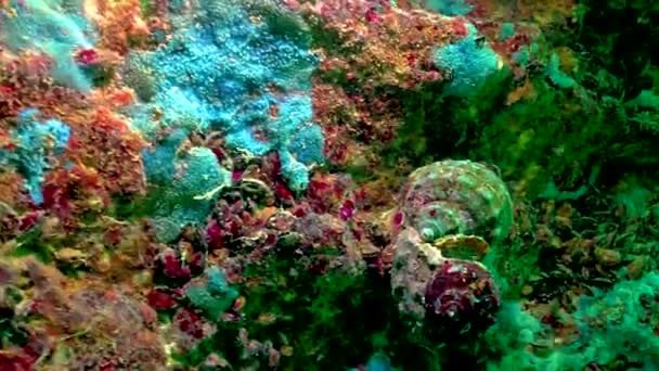 Błękitne Gąbki Morskie Spongia Rapana Nadmorskich Klifach Bułgarii Fauna Morza — Wideo stockowe