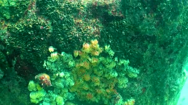 Cocoons Predatory Mollusk Rapana Venosa Invader Black Sea Invasive Species — Vídeo de stock