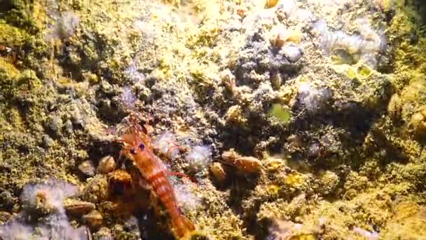 Lysmata Seticaudata Рідкісні Червоні Креветки Живуть Підводних Печерах Чорного Моря — стокове відео