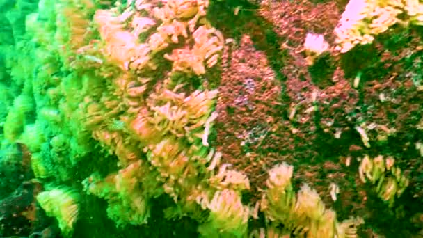 Cocoons Predatory Mollusk Rapana Venosa Invader Black Sea Invasive Species — стоковое видео