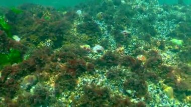 Yırtıcı yumuşakça Rapana venosa, Karadeniz 'in işgalcisi, istilacı türler. 