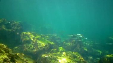 Karadeniz 'de küçük bir gri aslan sürüsü (Liza aurata)