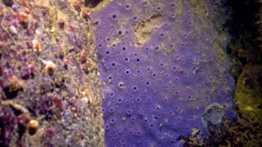 Bulgaristan 'ın kıyı kayalıklarında mavi deniz süngeri (Spongia) bulunuyor. Karadeniz 'in Hayvanı