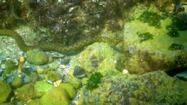 Zar yılanı (Natrix tessellata), Karadeniz 'de deniz tabanındaki küçük balıkları avlayan bir su yılanı.