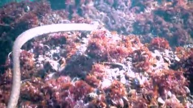 Zar yılanı (Natrix tessellata), Karadeniz 'de deniz tabanındaki küçük balıkları avlayan bir su yılanı.