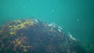 A flock of small Golden grey mullet (Liza aurata) in the Black Sea