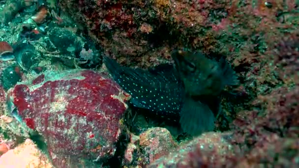 Miksowate Salaria Pavo Blennidae Morze Czarne — Wideo stockowe