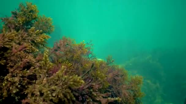 Κοχύλια Θαλάσσια Άλγη Cystoseira Varata Στην Παράκτια Ζώνη Της Θάλασσας — Αρχείο Βίντεο