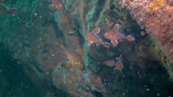Peixes Jovens Peixes Castanhos Sciaena Umbra Caverna Subaquática Fauna Mar — Vídeo de Stock