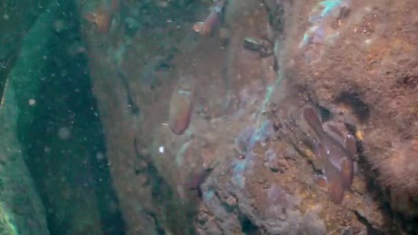 幼鱼布朗身材矮小 山羊驼 在水下洞穴中 黑海的浮士德 — 图库视频影像