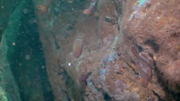 Peixes Jovens Peixes Castanhos Sciaena Umbra Caverna Subaquática Fauna Mar — Vídeo de Stock