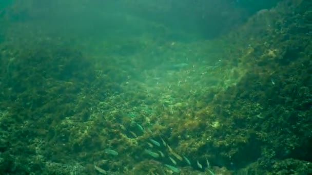 黑海地区的鱼 红贻贝 Mullus Barbatus Ponticus 黑海的幼鱼在薄水中游泳 — 图库视频影像