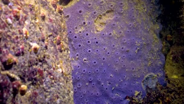 Bulgaristan Kıyı Kayalıklarında Mavi Deniz Süngeri Spongia Bulunuyor Karadeniz Hayvanı — Stok video