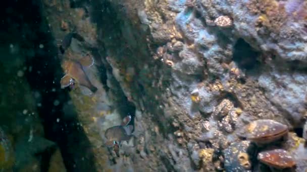 Joven Pez Marrón Magro Sciaena Umbra Cueva Submarina Fauna Del — Vídeo de stock