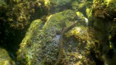 Zar yılanı (Natrix tessellata), Karadeniz 'de deniz tabanındaki küçük balıkları avlayan bir su yılanı.