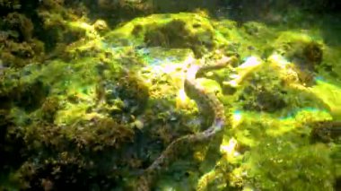 Zar yılanı (Natrix tessellata), Karadeniz 'de deniz tabanındaki küçük balıkları avlayan bir su yılanı.