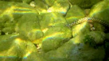 Zar yılanı (Natrix tessellata), Karadeniz 'de deniz tabanındaki küçük balıkları avlayan bir su yılanı.